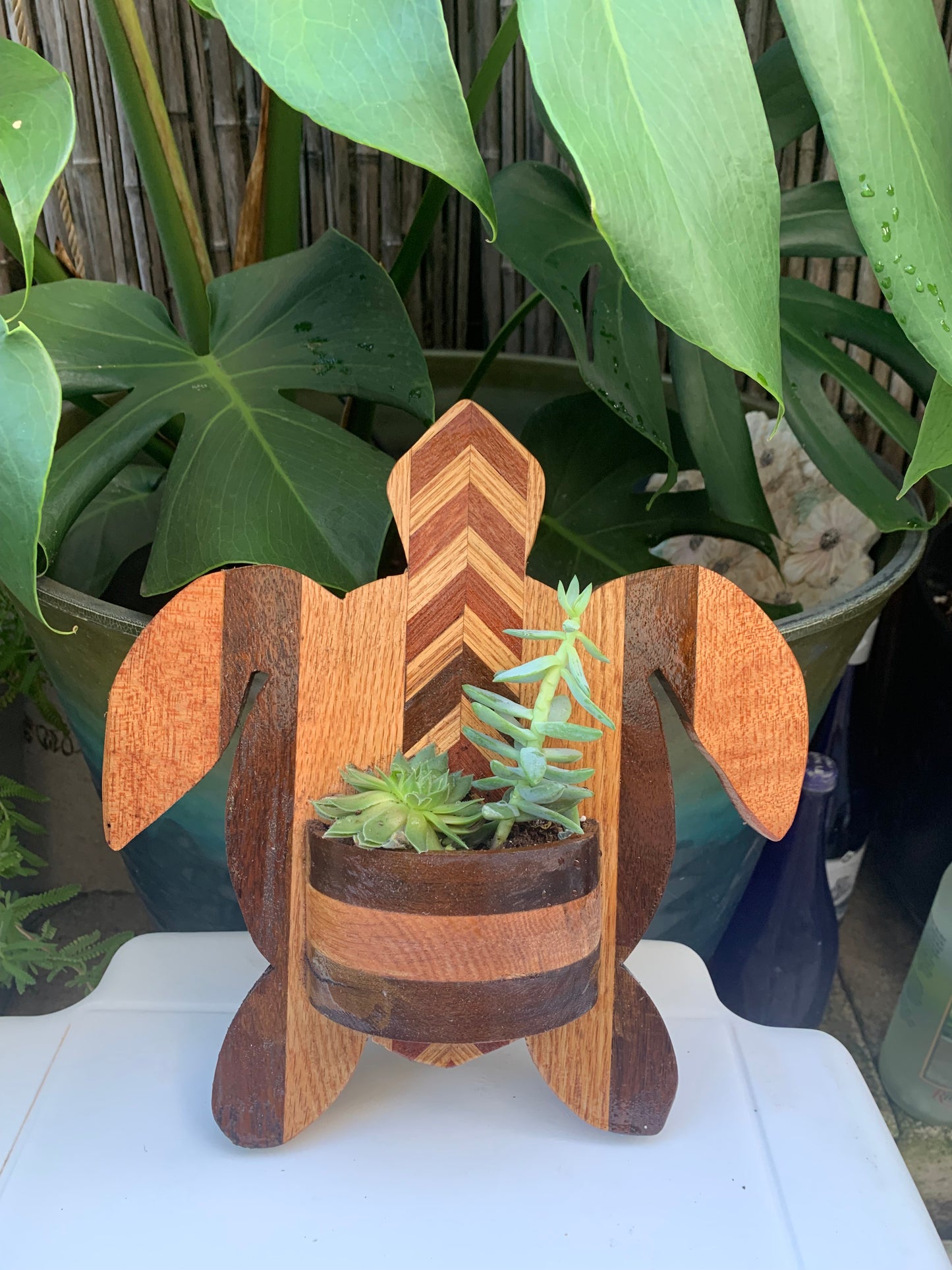 Sea Turtle Honu Succulent Wall Decor