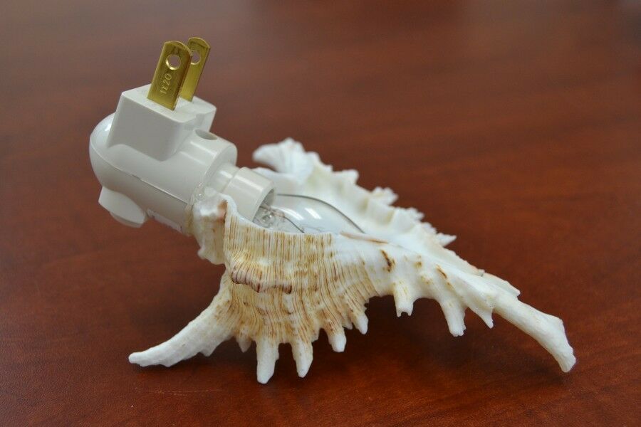 Brown Murex Shell Nightlight